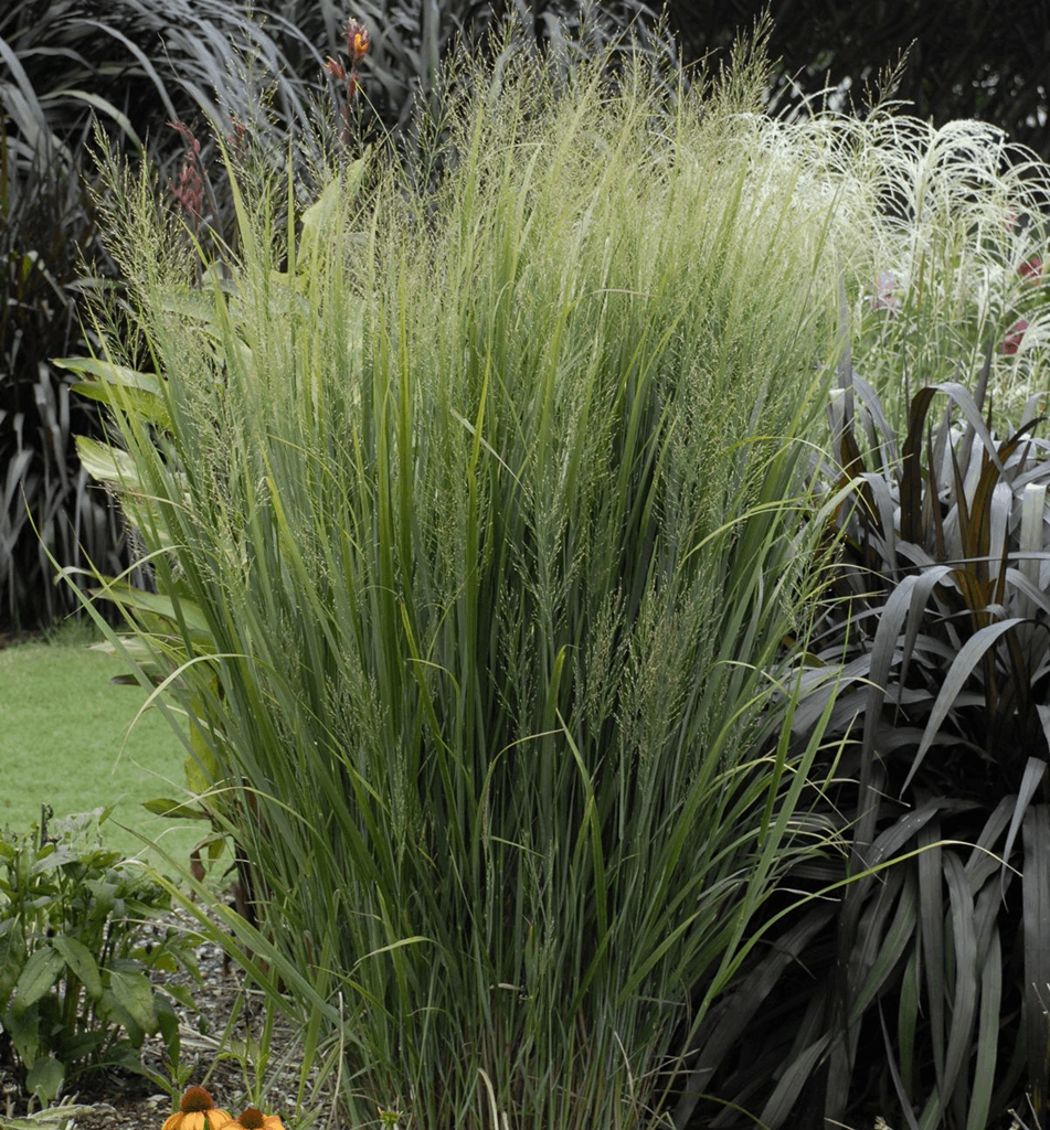 Grass-Panicum v. 'Northwind' - Image 2