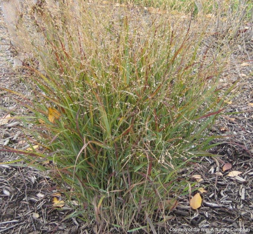 Grass-Panicum v. 'Shenandoah'