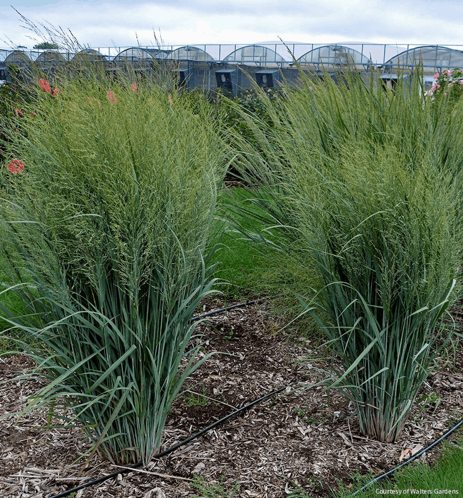 Grass-Panicum v. 'Totem Pole'