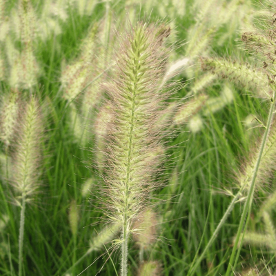 Grass-Pennisetum a. 'Hameln'