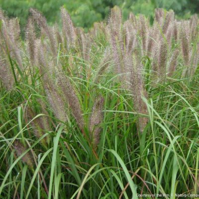 Grass-Pennisetum a. 'Red Head'