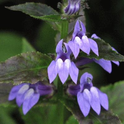 Great Blue Lobelia (Lobelia siphilitica) - 1 gallon