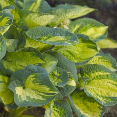 Great Expectations Plantain Lily (Hosta great 'Great Expectations') - 1 gallon