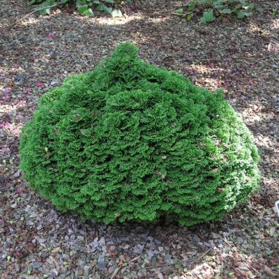 ‘Green Cushion’ Hinoki Cypress (Chamaecyparis obtusa ‘Green Cushion’) - QT