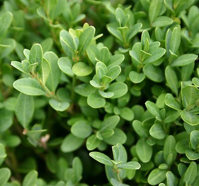 Green Gem Boxwood (Buxus microphylla 'Green Gem') - 1 gallon 8"