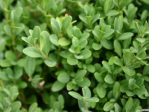 Green Gem Boxwood (Buxus microphylla 'Green Gem') - 3 gallon 15"