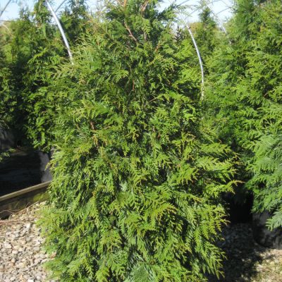 Green Giant Arborvitae (Thuja plicata 'Green Giant') - QT
