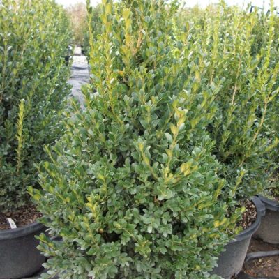 Green Mountain Boxwood (Buxus microphylla 'Green Mountain') - 1 gallon 10"