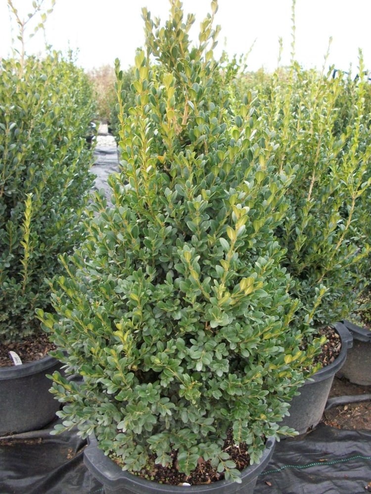Green Mountain Boxwood (Buxus microphylla 'Green Mountain') - QT
