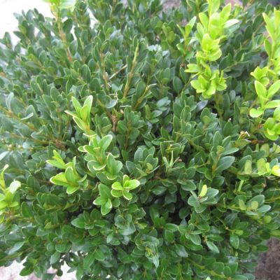 Green Velvet Boxwood (Buxus microphylla 'Green Velvet') - 2 gallon 10"