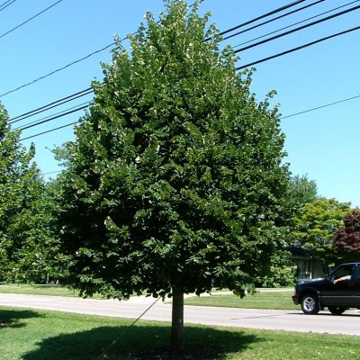 Greenspire™ Littleleaf Linden (Tilia cordata 'Greenspire') - 3 gallon 4'-5' WHIP