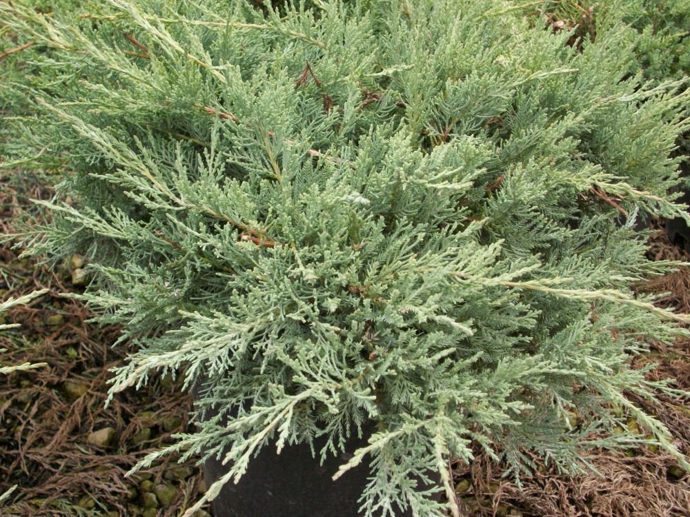 Grey Owl Juniper (Juniperus virginiana 'Grey Owl') - 1 gallon