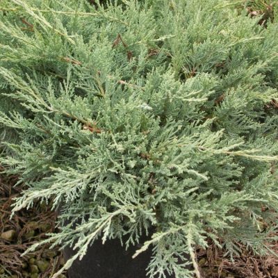 Grey Owl Juniper (Juniperus virginiana 'Grey Owl') - 3 gallon 15"