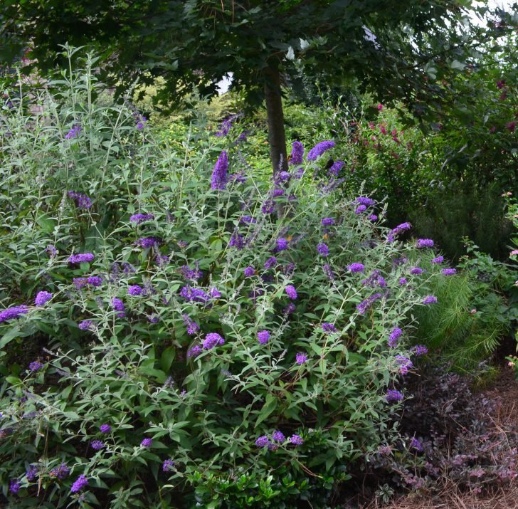 Groovy Grape™ Butterfly Bush (Buddleia groovy 'Grape') - 2 gallon
