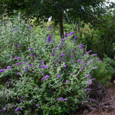Groovy Grape™ Butterfly Bush (Buddleia groovy 'Grape') - 2 gallon