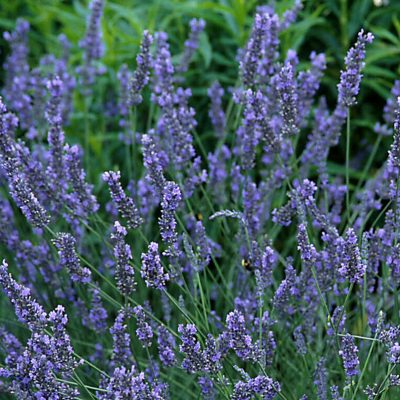 Grosso Lavender (Lavandula x intermedia 'Grosso') - 3QT