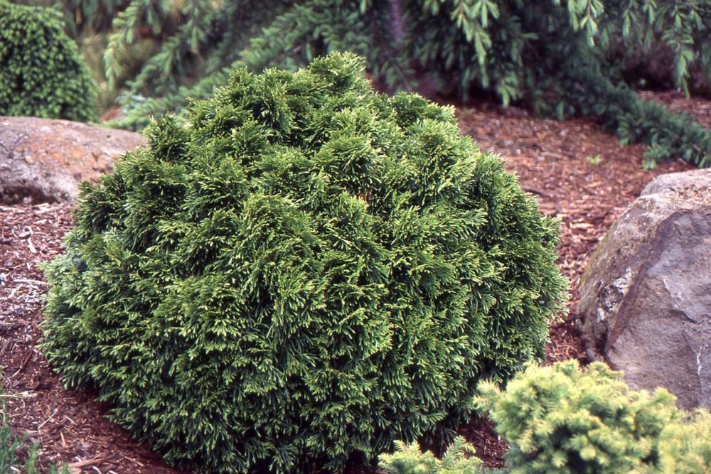 Grune Kugel Western Red Cedar (Thuja plicata 'Grune Kugel') - QT
