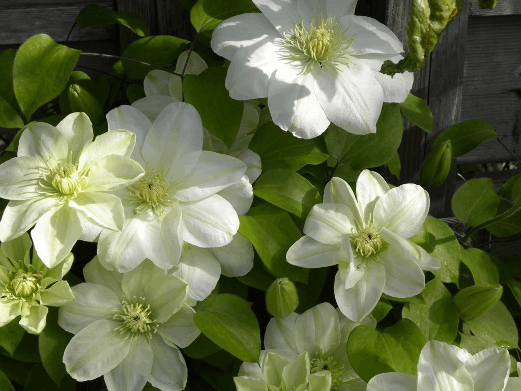 Guernsey Cream Clematis (Clematis guernsey 'Guernsey Cream') - 1 gallon