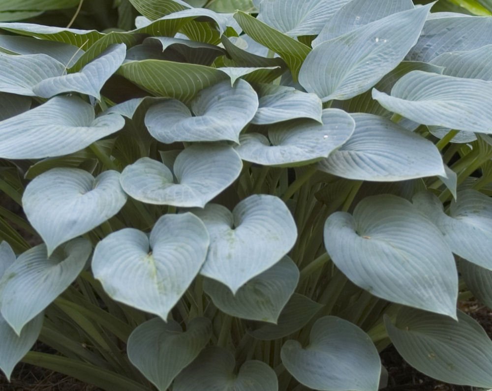 Halcyon Plantain Lily (Hosta halcyon 'Halcyon') - 1 gallon