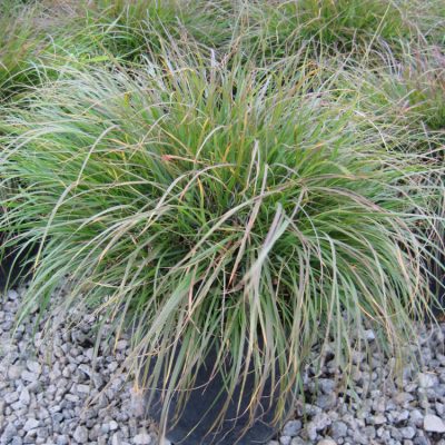 Hameln Fountain Grass (Pennisetum alopecuroides 'Hameln') - 1 gallon