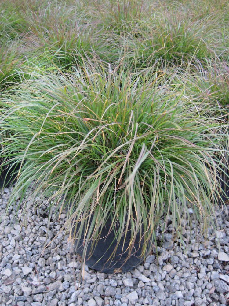 Hameln Fountain Grass (Pennisetum alopecuroides 'Hameln') - QT