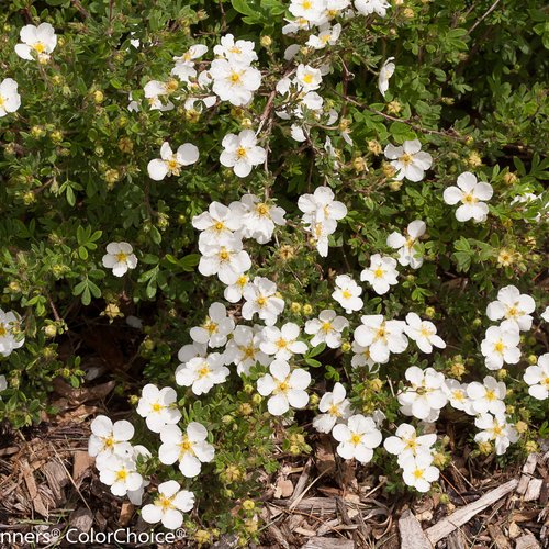 Happy Face® White Cinquefoil (Potentilla 'Happy Face White') - QT