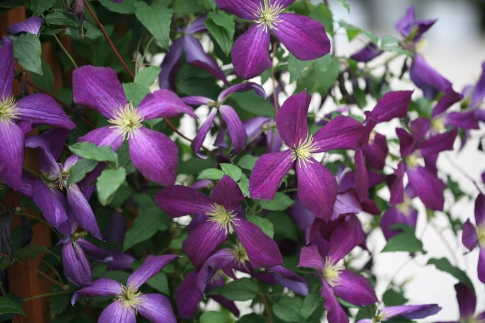 Happy Jack® Purple Clematis (Clematis x Happy Jack® Purple) - QT
