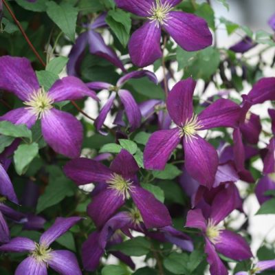 Happy Jack® Purple Clematis (Clematis x Happy Jack® Purple) - QT