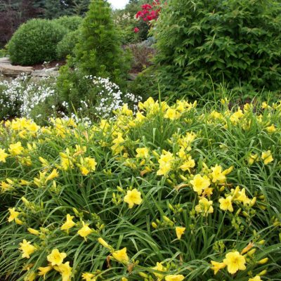 Happy Returns Daylily (Hemerocallis 'Happy Happy Returns') - 1 gallon