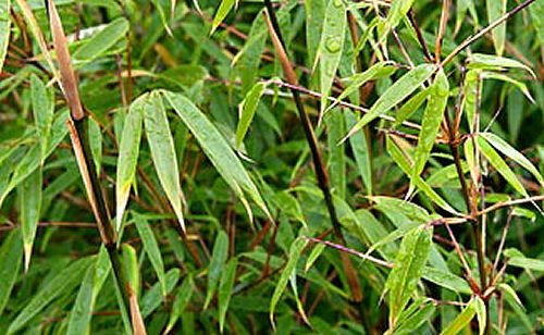 Hardy Bamboo (Fargesia rufa 'Rufa') - 1 gallon