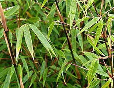 Hardy Bamboo (Fargesia rufa 'Rufa') - 1 gallon