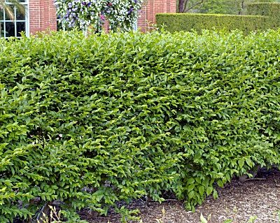 Hedge Privet (Ligustrum x ibolium) - 2 gallon 15"