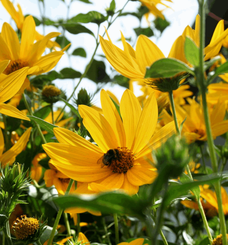 Heliopsis 'Summer Nights' - Image 2