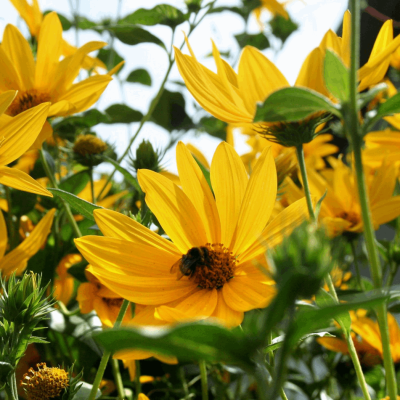 Heliopsis 'Summer Nights'