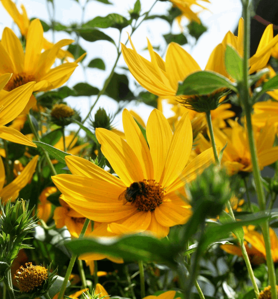 Heliopsis 'Summer Nights'