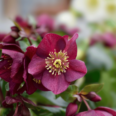 Helleborus