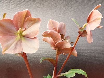 Helleborus HGC® 'Cinnamon Snow' - Image 2