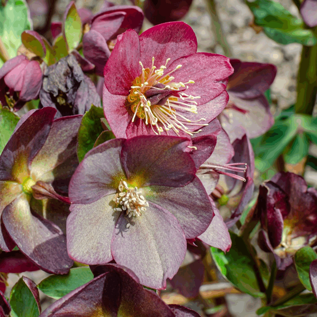 Helleborus HGC® Ice N' Roses® Red