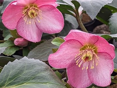 Helleborus HGC® Ice N' Roses® Rose - Image 2