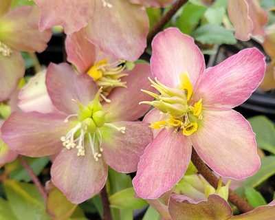 Helleborus HGC® Jacob - Image 2