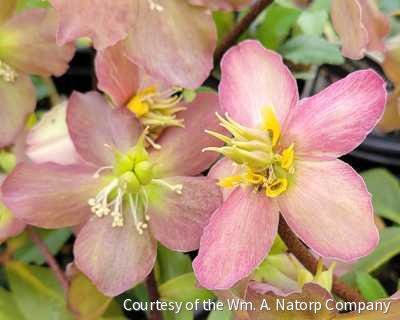 Helleborus HGC® Jacob