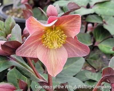 Helleborus HGC® 'Merlin'