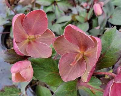 Helleborus HGC® 'Pink Frost' - Image 2