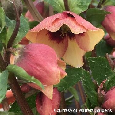 Helleborus Honeymoon® 'Sandy Shores'