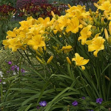 Hemerocallis 'Buttered Popcorn' - Image 2