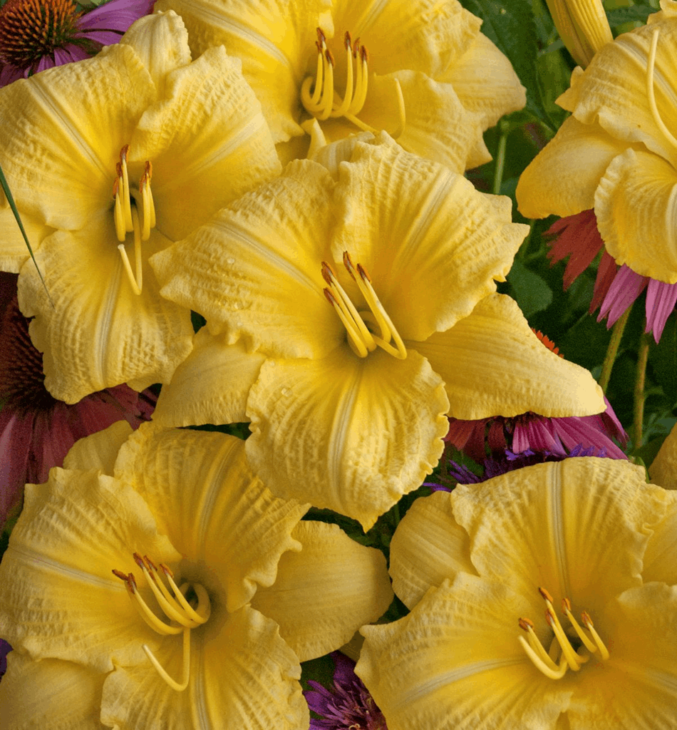 Hemerocallis 'Going Bananas' - Image 2