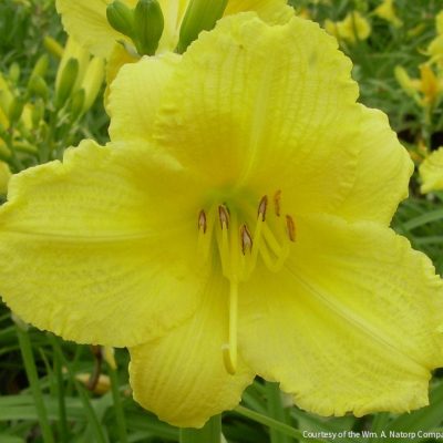 Hemerocallis 'Happy Returns'