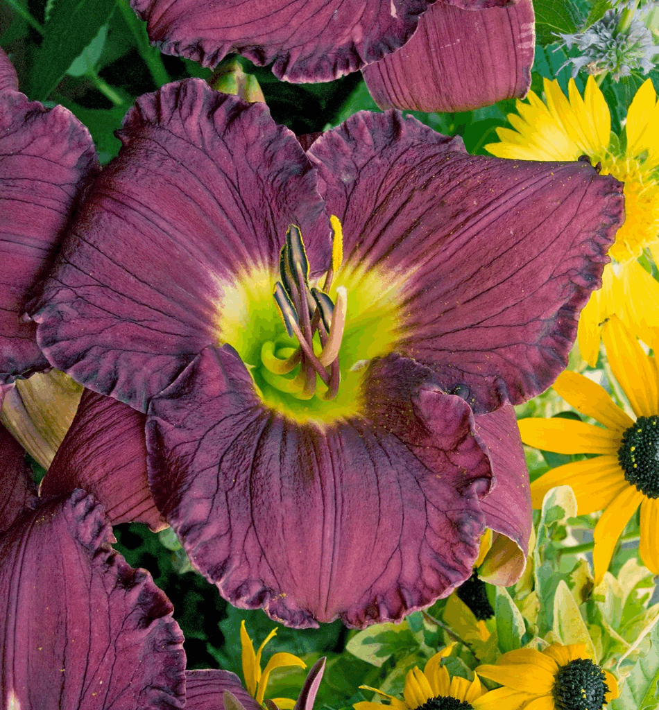 Hemerocallis 'Nosferatu' - Image 2