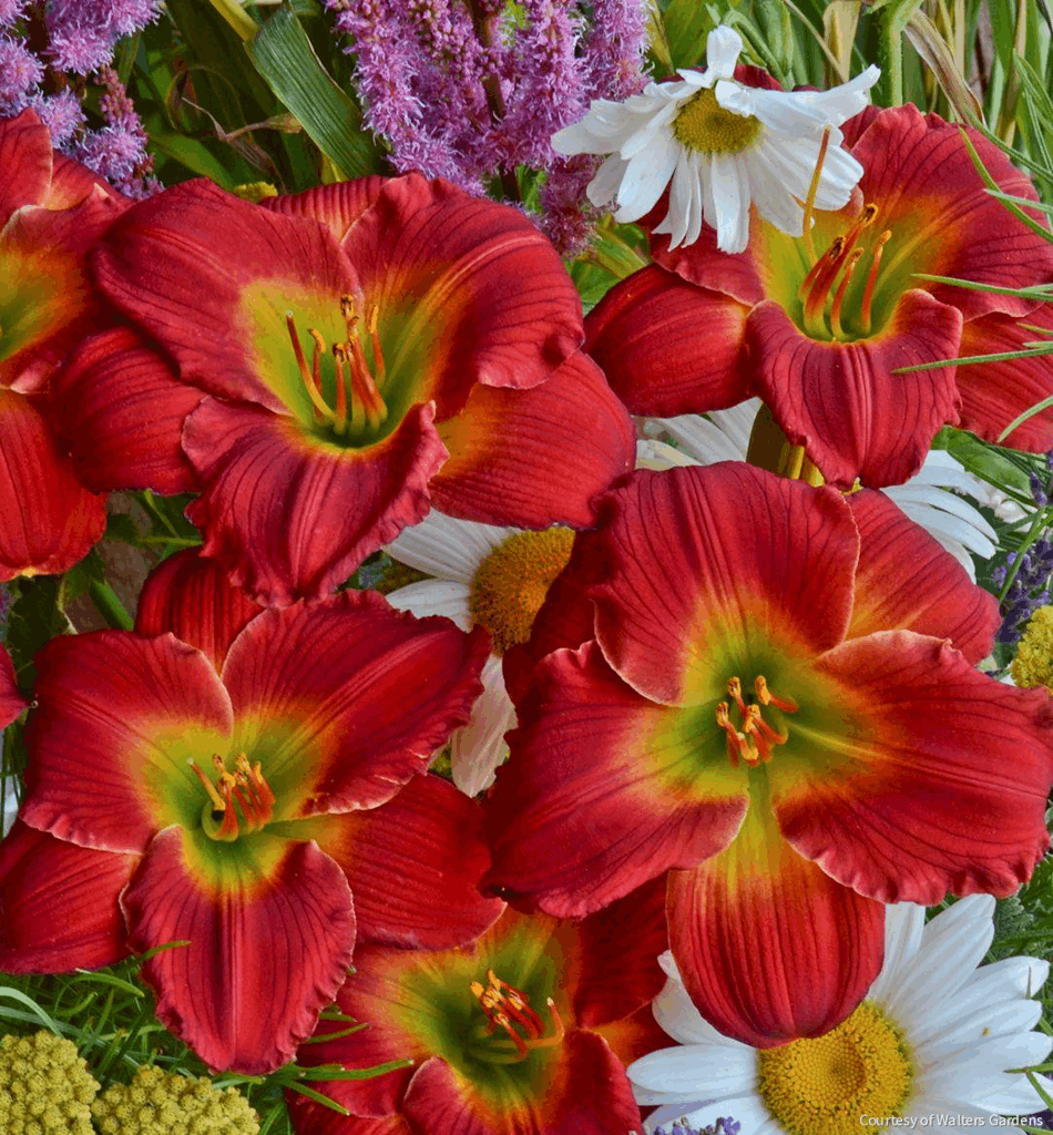 Hemerocallis 'Red Hot Returns'