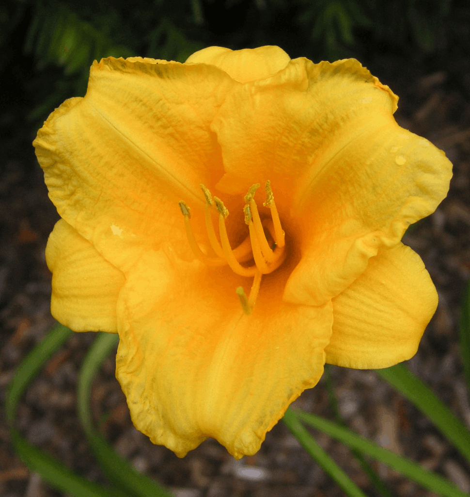 Hemerocallis 'Stella de Oro' - Image 2